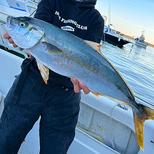 ヒラマサの釣果