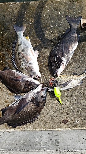 チヌの釣果