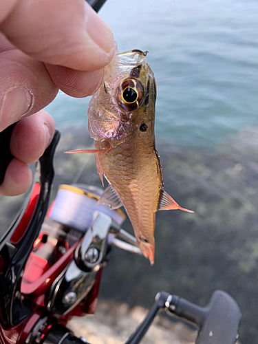 ネンブツダイの釣果