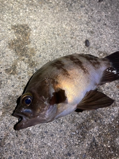 メバルの釣果