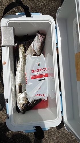 シーバスの釣果