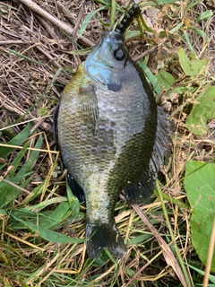 ブルーギルの釣果