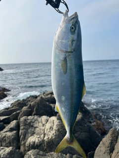 イナダの釣果