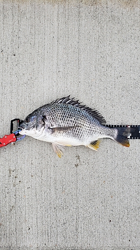 キビレの釣果