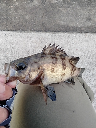 メバルの釣果