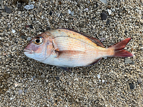 マダイの釣果