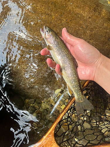 イワナの釣果