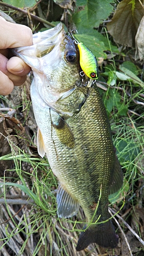 ラージマウスバスの釣果