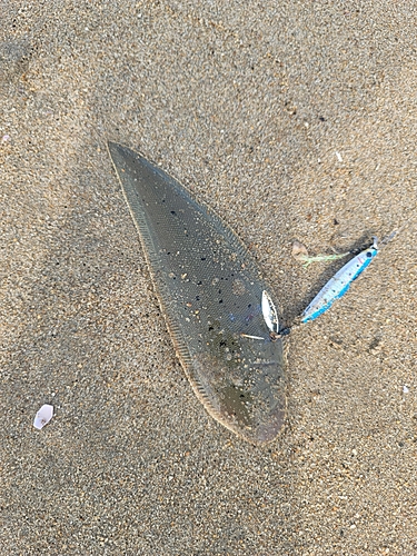 シタビラメの釣果