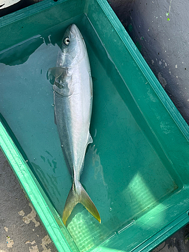 ワカシの釣果