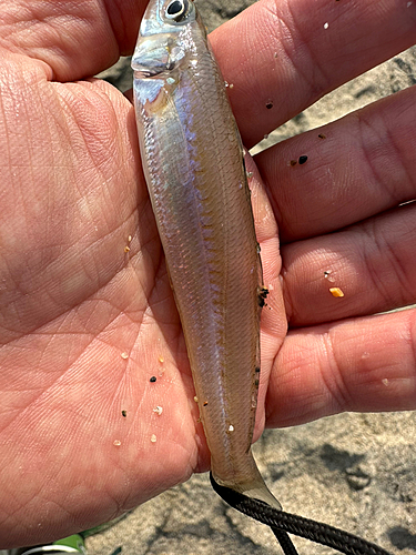 シロギスの釣果