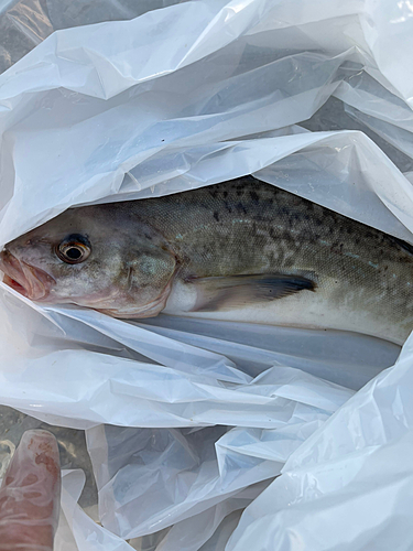 ホッケの釣果