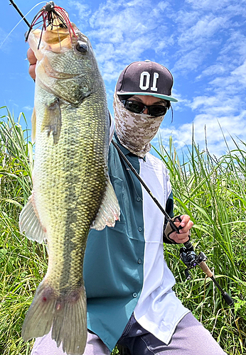 ブラックバスの釣果