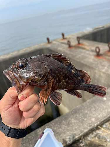 ガシラの釣果