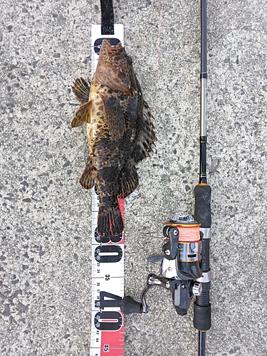 タケノコメバルの釣果