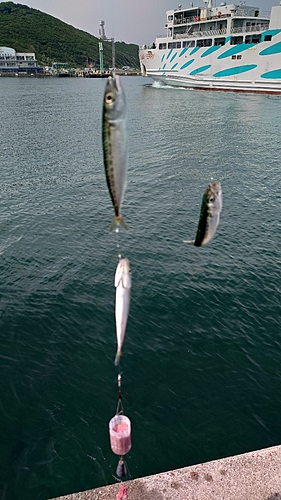 サバの釣果