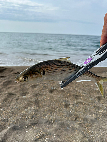 コノシロの釣果