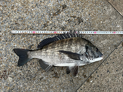 チヌの釣果