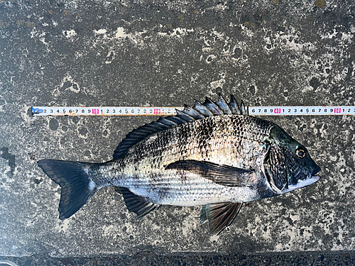 チヌの釣果