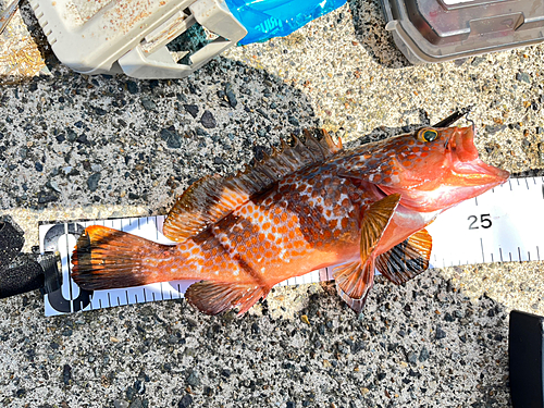 キジハタの釣果