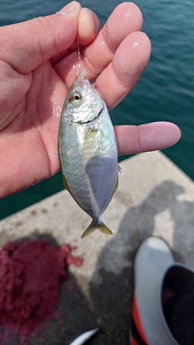 シマアジの釣果