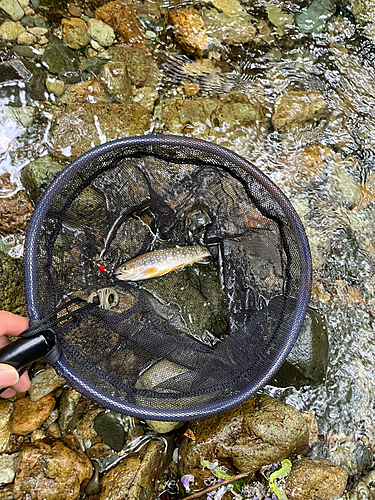 イワナの釣果