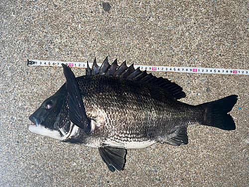 チヌの釣果