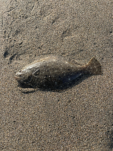 ソゲの釣果