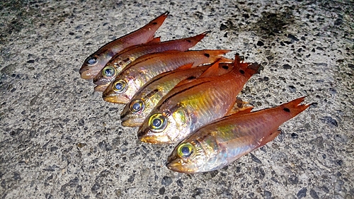 ネンブツダイの釣果