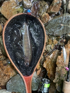 イワナの釣果