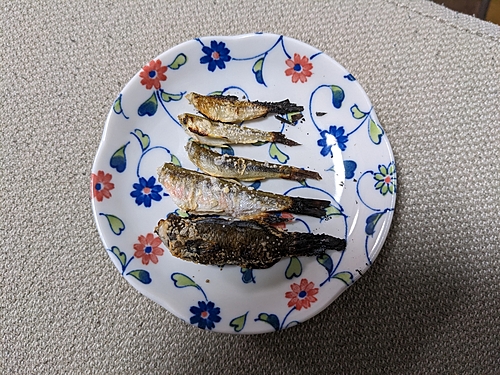 ウグイの釣果