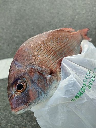 マダイの釣果