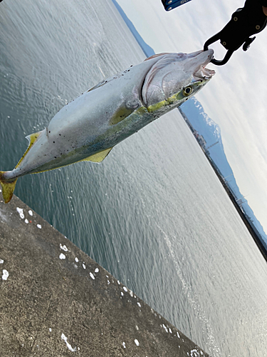 イナダの釣果