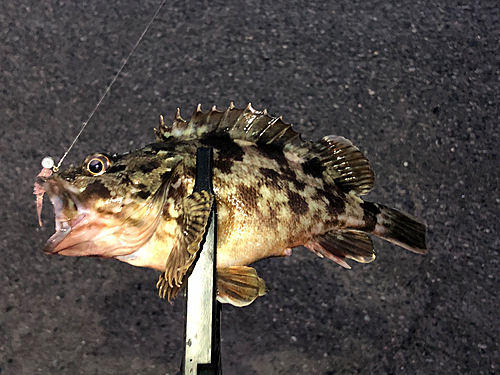 カサゴの釣果