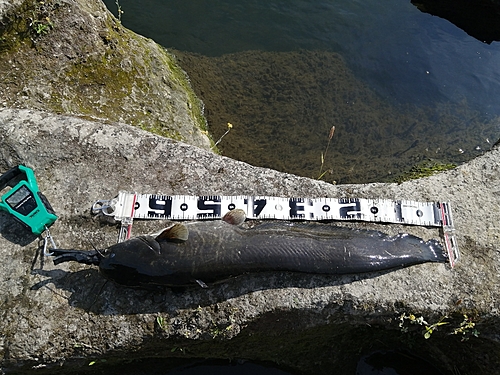 ナマズの釣果