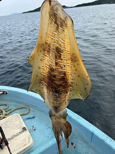 アオリイカの釣果