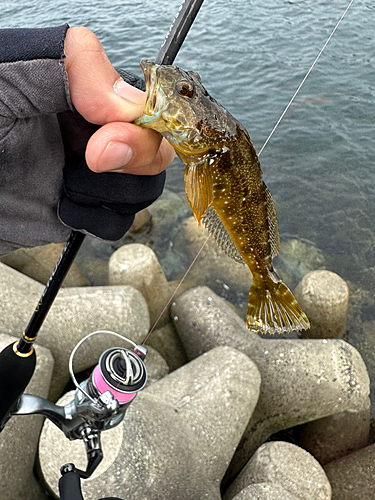 アナハゼの釣果