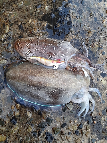 モンゴウイカの釣果