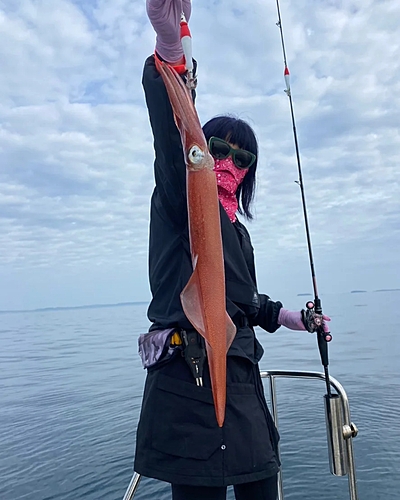 ケンサキイカの釣果