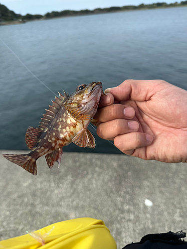 ガシラの釣果