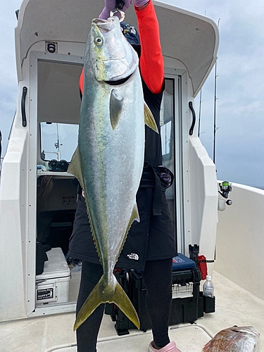 ブリの釣果