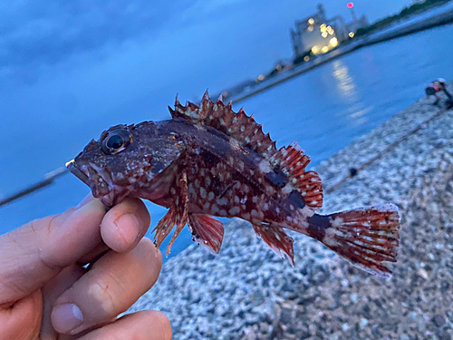 カサゴの釣果