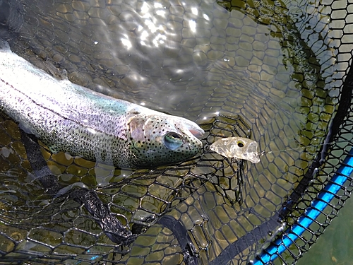 ニジマスの釣果