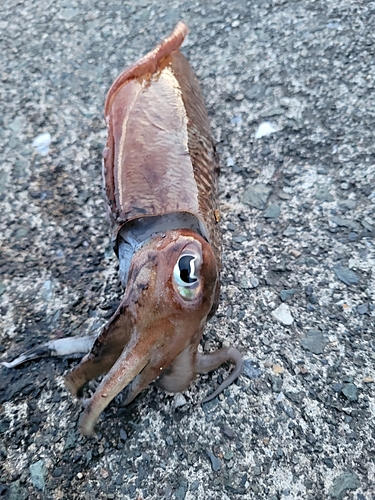 コウイカの釣果