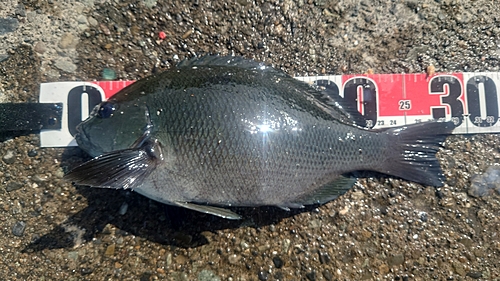 クチブトグレの釣果