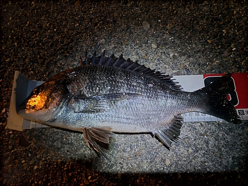 クロダイの釣果