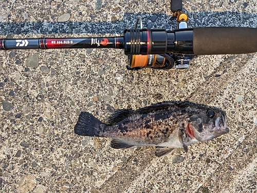 クロソイの釣果