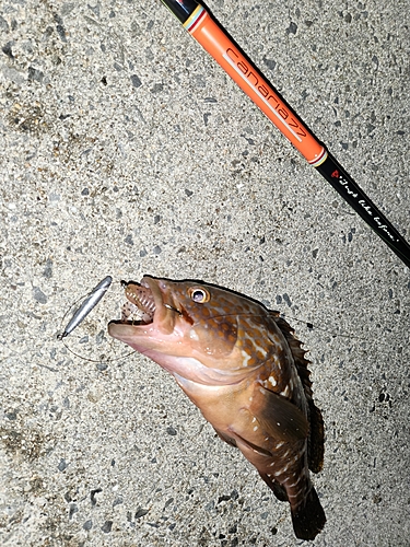 アコウの釣果