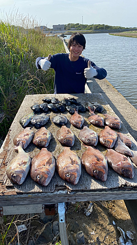 マダイの釣果