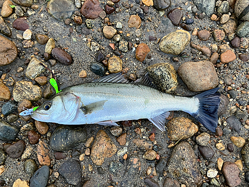 フッコ（マルスズキ）の釣果